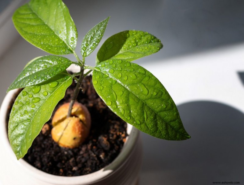 9 árboles frutales para cultivar en el jardín de su hogar