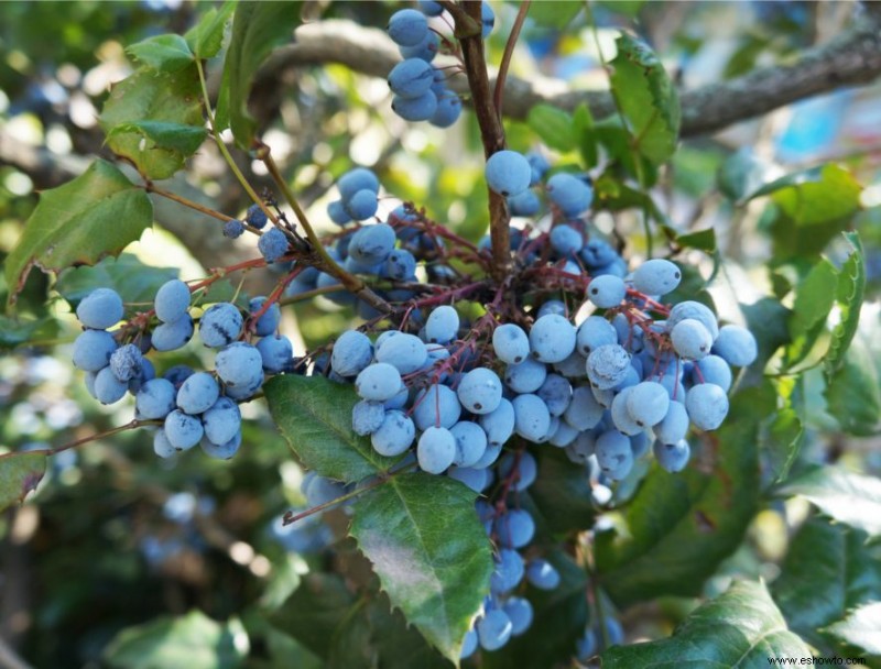 9 árboles frutales para cultivar en el jardín de su hogar