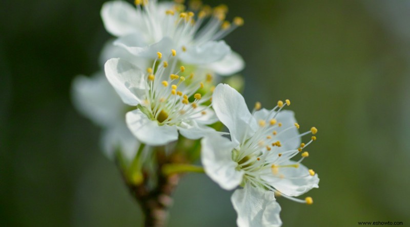 9 árboles frutales para cultivar en el jardín de su hogar