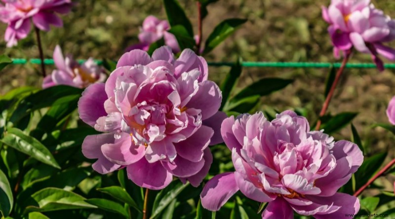 Cómo cultivar y cuidar las peonías