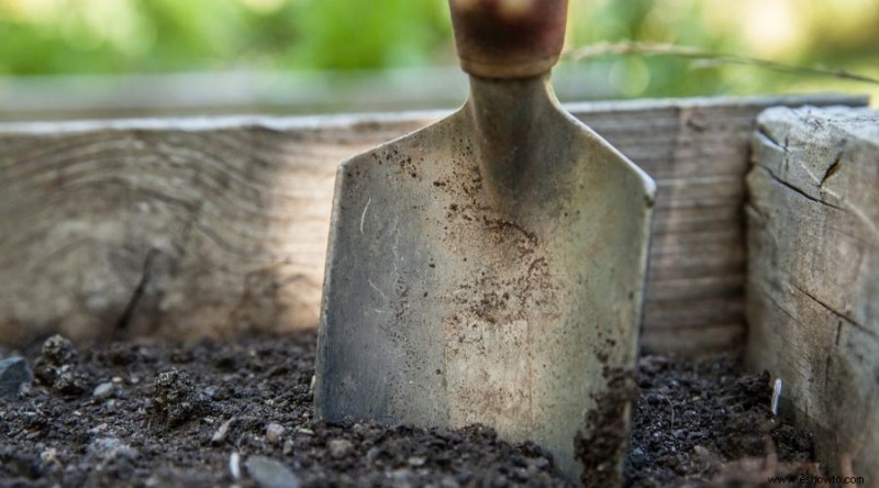 Cómo cultivar y cuidar las peonías