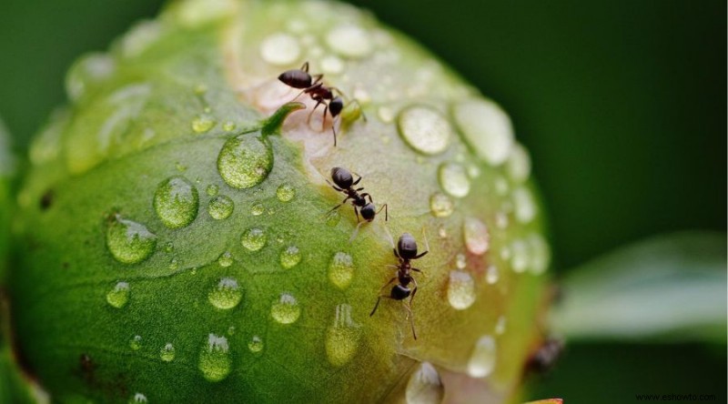 Cómo cultivar y cuidar las peonías