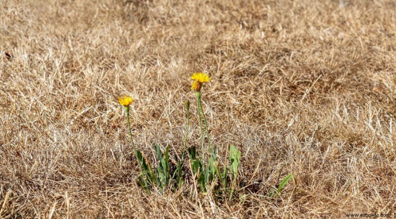 ¿Está bien dejar que el césped se ponga marrón en verano?