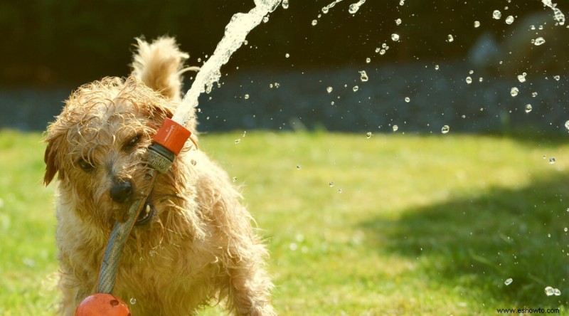 ¿Está bien dejar que el césped se ponga marrón en verano?