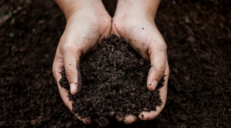 Compost de hongos:¿qué es y cómo usarlo?