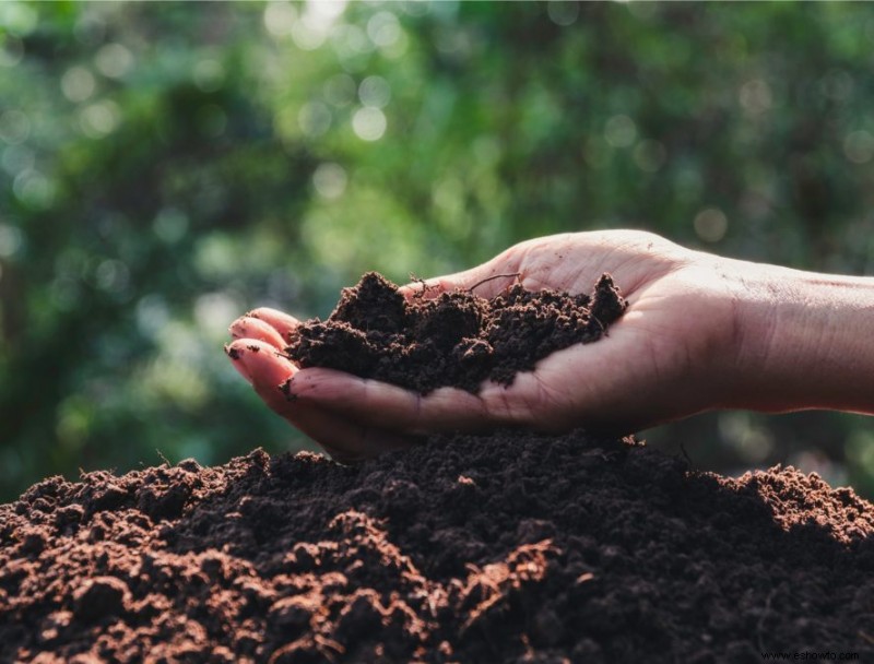 Compost de hongos:¿qué es y cómo usarlo?