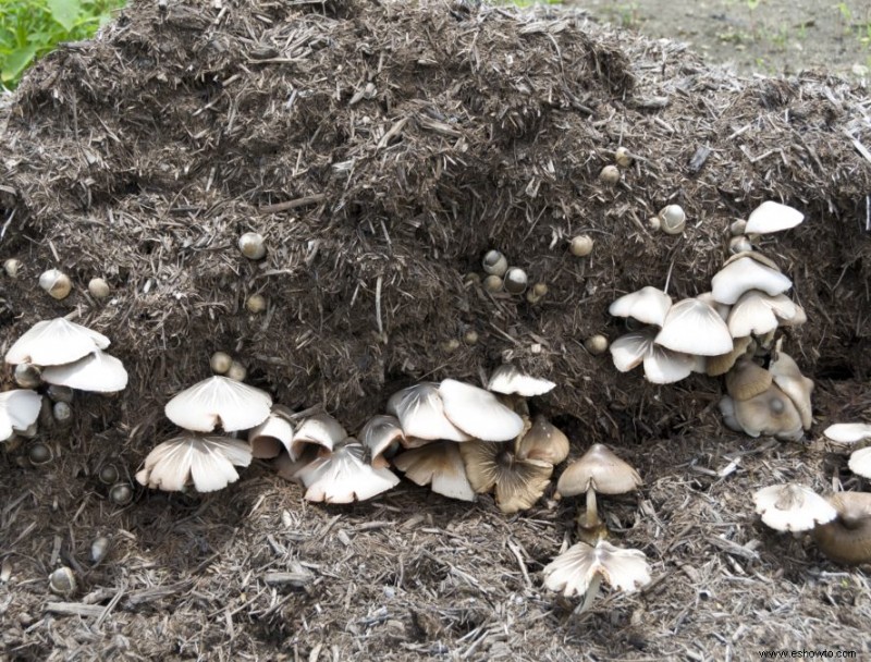 Compost de hongos:¿qué es y cómo usarlo?