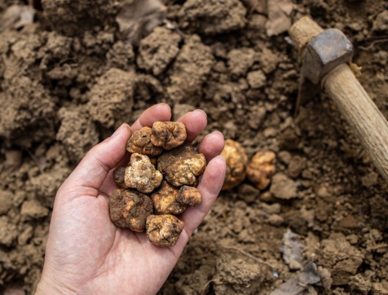 Compost de hongos:¿qué es y cómo usarlo?