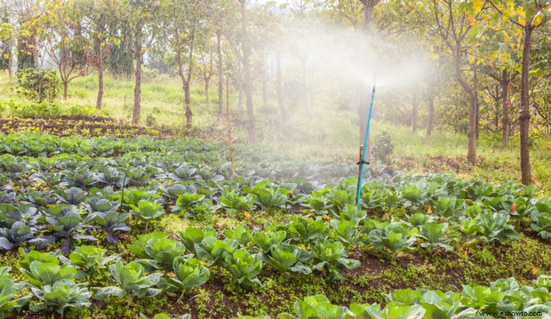 ¿Cuál es la mejor hora del día para cosechar las verduras?