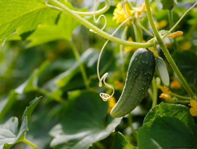 ¿Cuál es la mejor hora del día para cosechar las verduras?