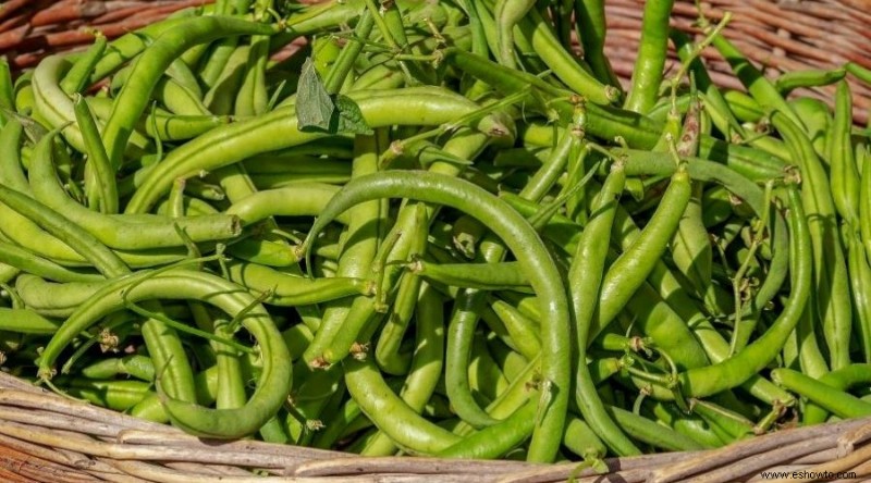 ¿Cuál es la mejor hora del día para cosechar las verduras?