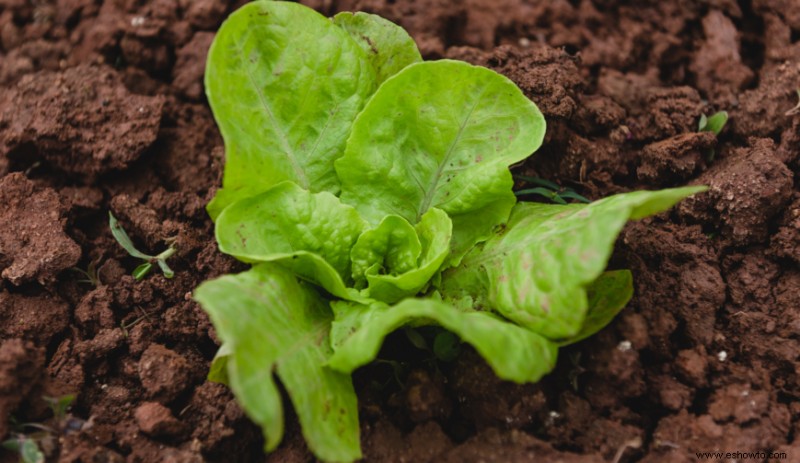 ¿Cuál es la mejor hora del día para cosechar las verduras?