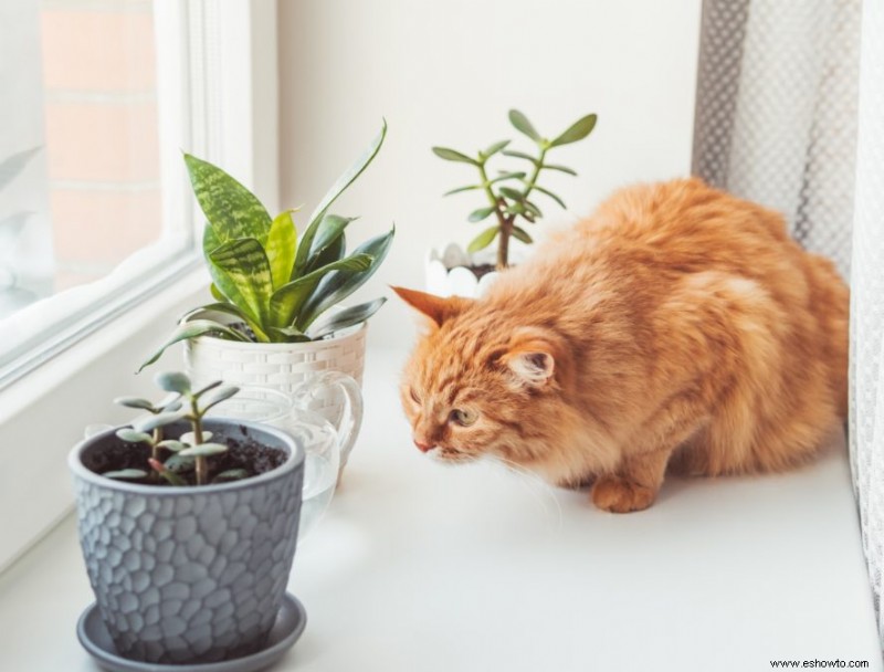 Cómo evitar que los gatos se coman tus plantas