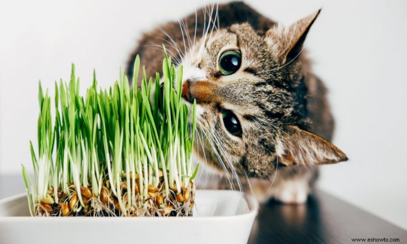Cómo evitar que los gatos se coman tus plantas