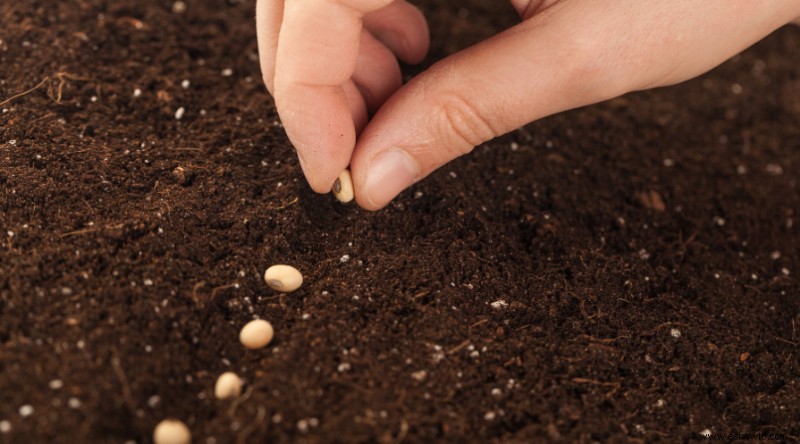 12 formas de germinar y hacer brotar semillas más rápido