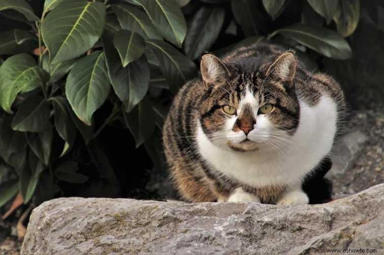 Cómo evitar que los gatos hagan caca en su jardín