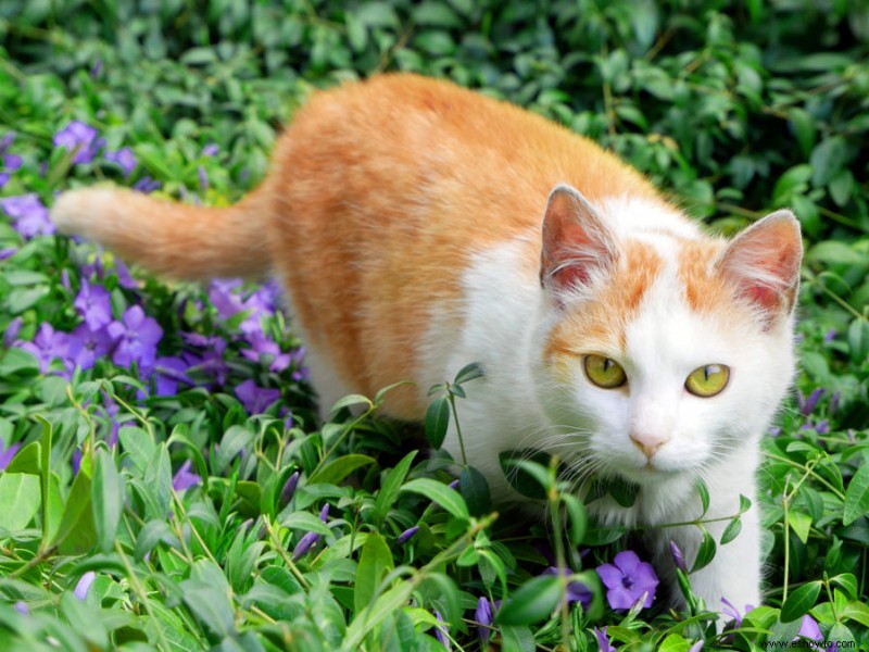 Cómo evitar que los gatos hagan caca en su jardín