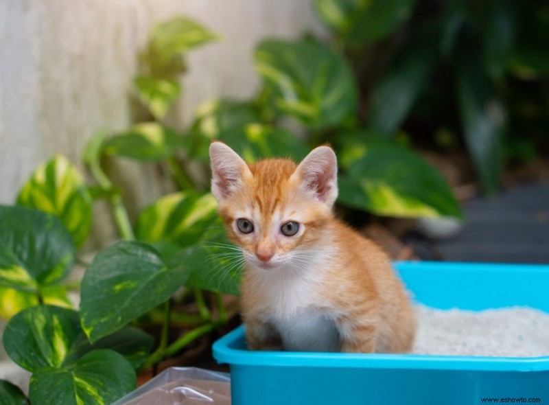 Cómo evitar que los gatos hagan caca en su jardín