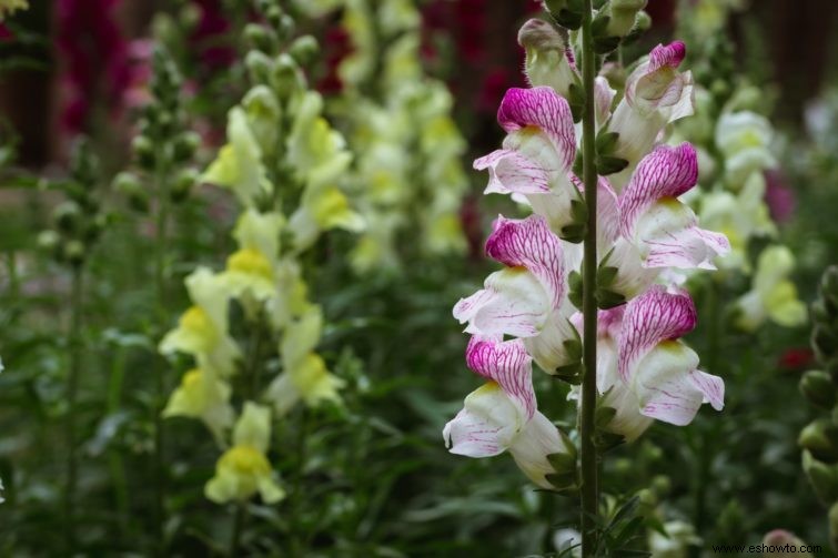 10 de las mejores flores para macetas