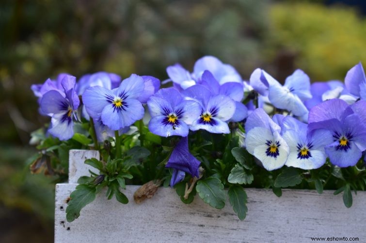 10 de las mejores flores para macetas