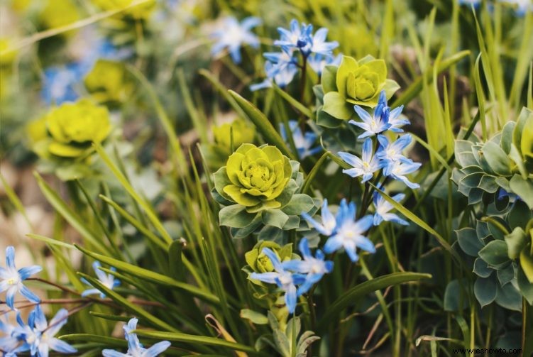 10 de las mejores flores para macetas