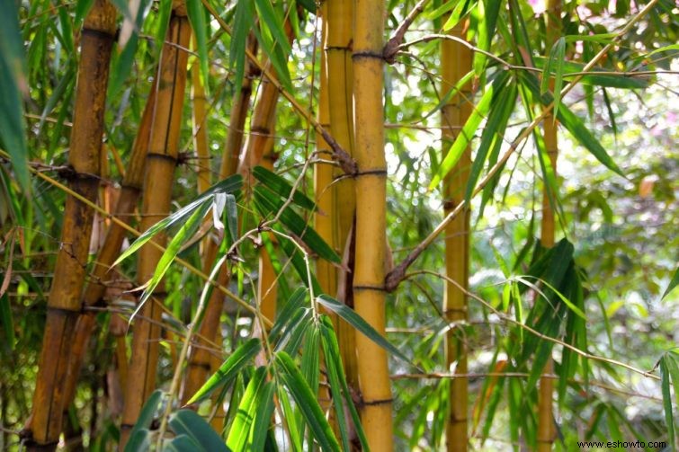 ¿Con qué frecuencia se deben regar las plantas de bambú?