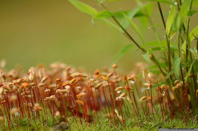 ¿Con qué frecuencia se deben regar las plantas de bambú?