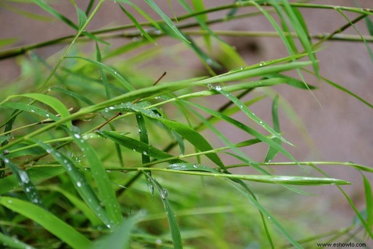 ¿Con qué frecuencia se deben regar las plantas de bambú?