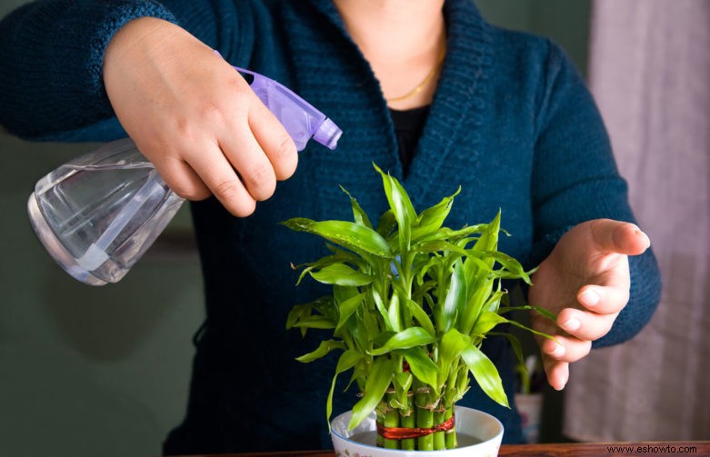 ¿Con qué frecuencia se deben regar las plantas de bambú?