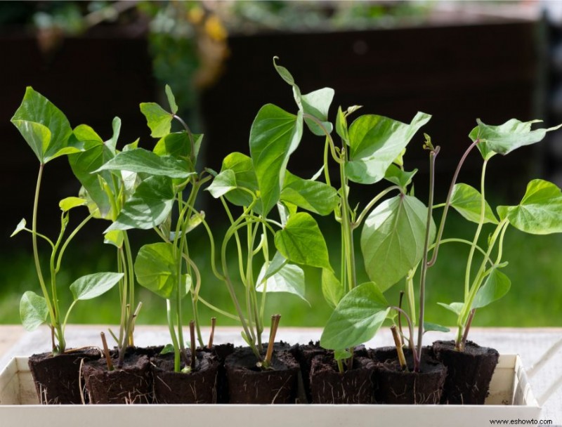 Cómo cultivar batatas en contenedores