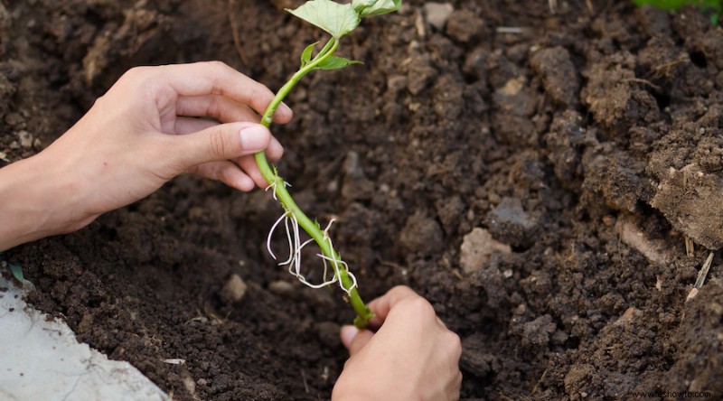 Cómo cultivar batatas en contenedores