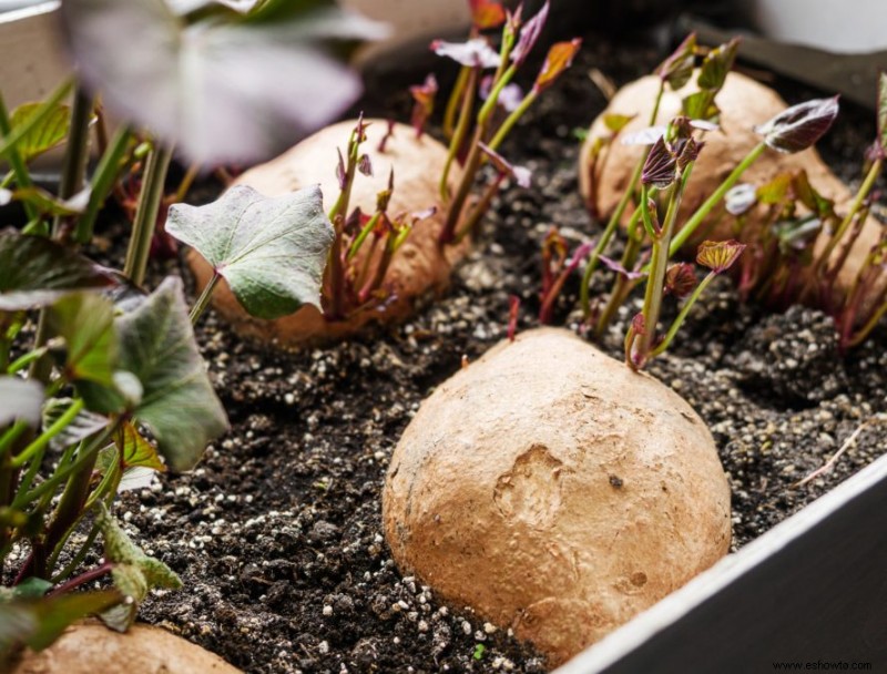 Cómo cultivar batatas en contenedores