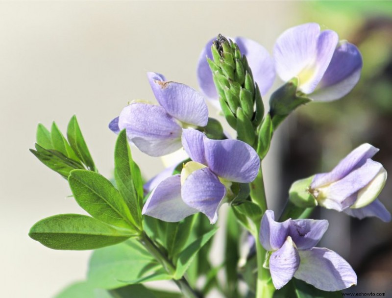 Agrega estas 10 plantas perennes resistentes a tu jardín para darle un toque de color