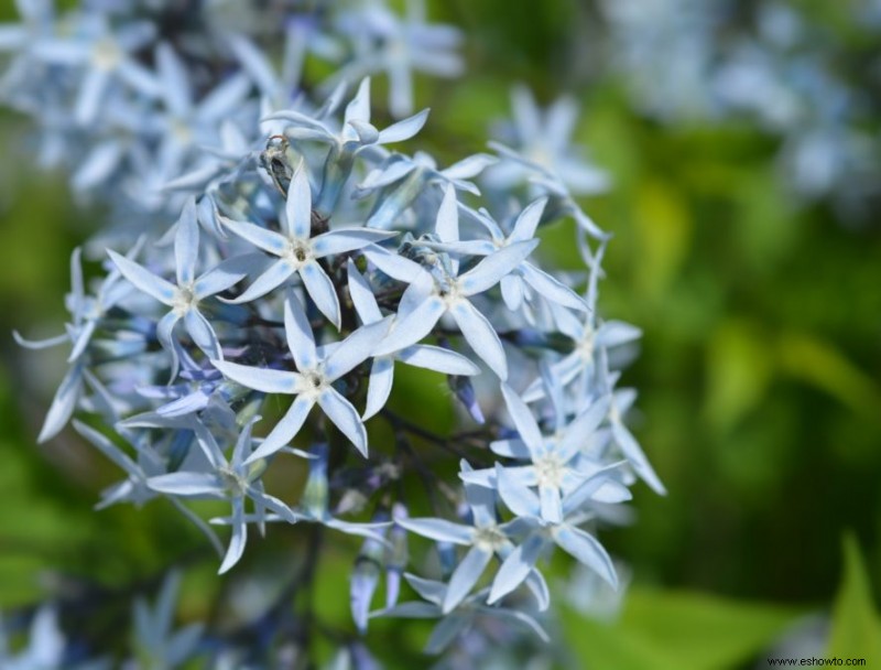 Agrega estas 10 plantas perennes resistentes a tu jardín para darle un toque de color