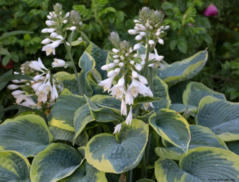 Agrega estas 10 plantas perennes resistentes a tu jardín para darle un toque de color