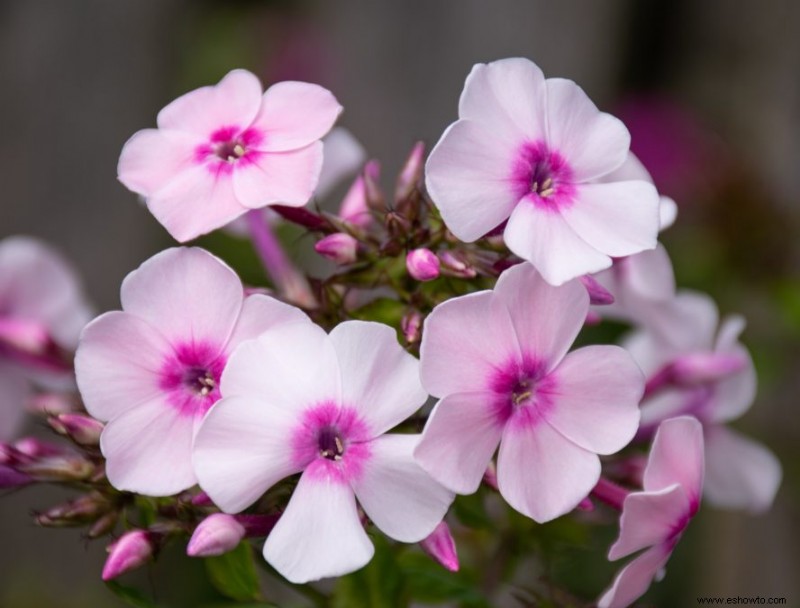 Agrega estas 10 plantas perennes resistentes a tu jardín para darle un toque de color