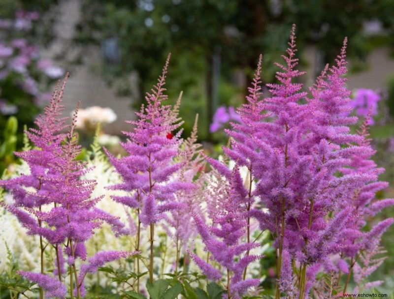 Agrega estas 10 plantas perennes resistentes a tu jardín para darle un toque de color