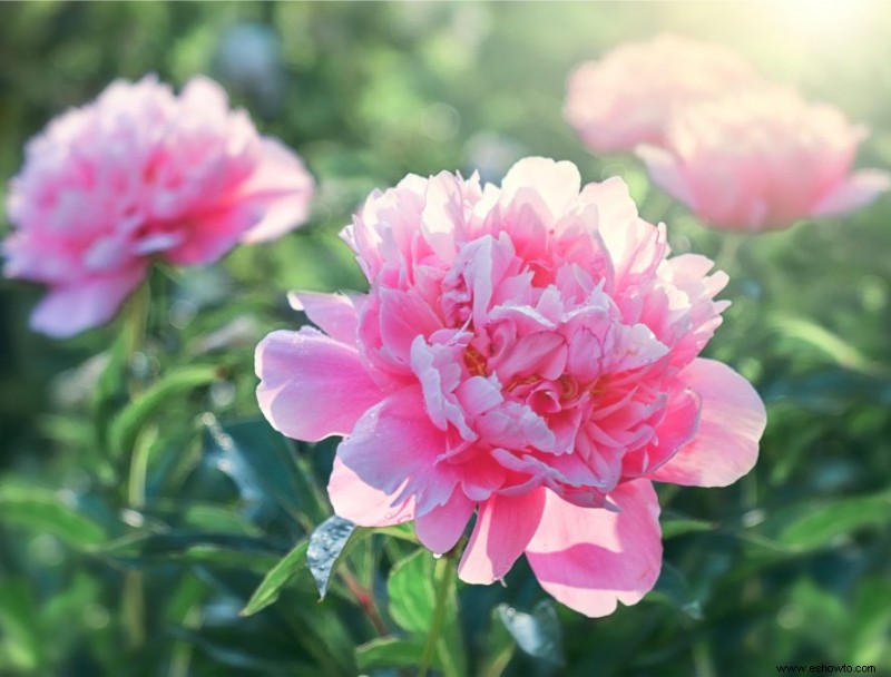 Agrega estas 10 plantas perennes resistentes a tu jardín para darle un toque de color