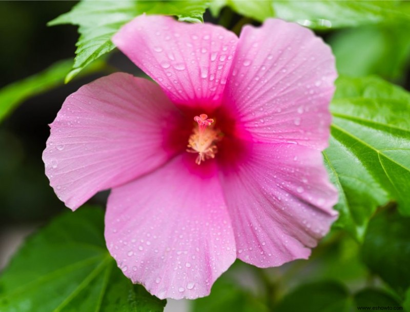 Agrega estas 10 plantas perennes resistentes a tu jardín para darle un toque de color