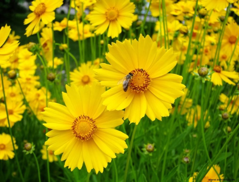 Agrega estas 10 plantas perennes resistentes a tu jardín para darle un toque de color