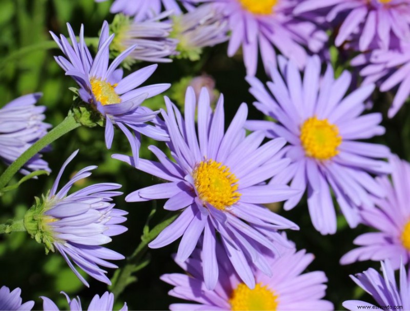 Agrega estas 10 plantas perennes resistentes a tu jardín para darle un toque de color