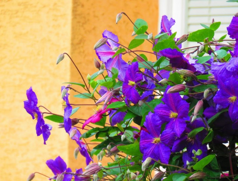 7 variedades de Clematis Vine para agregar a su espacio exterior