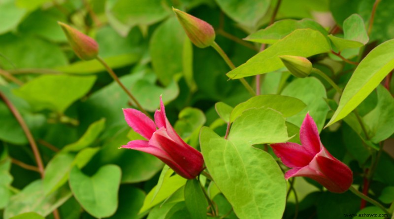 7 variedades de Clematis Vine para agregar a su espacio exterior