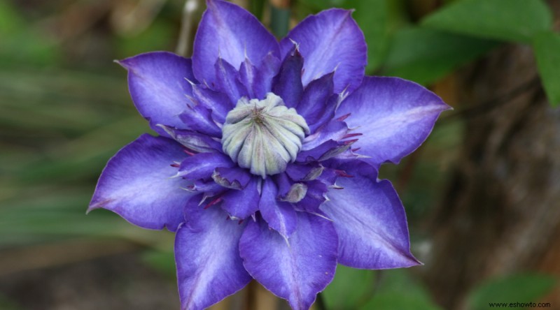 7 variedades de Clematis Vine para agregar a su espacio exterior