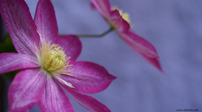 7 variedades de Clematis Vine para agregar a su espacio exterior