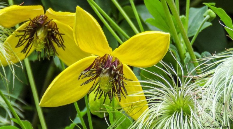 7 variedades de Clematis Vine para agregar a su espacio exterior