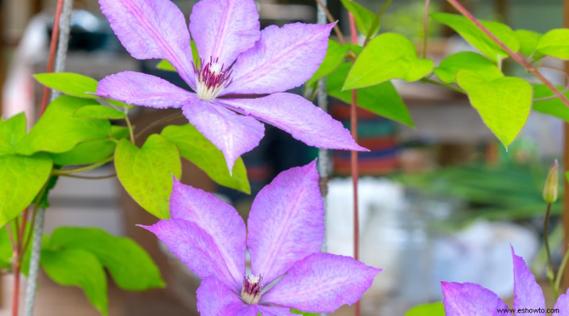 7 variedades de Clematis Vine para agregar a su espacio exterior