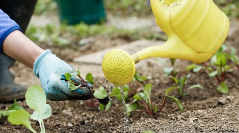 ¿Es mejor regar las plantas desde abajo?