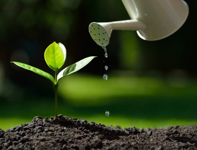 ¿Es mejor regar las plantas desde abajo?