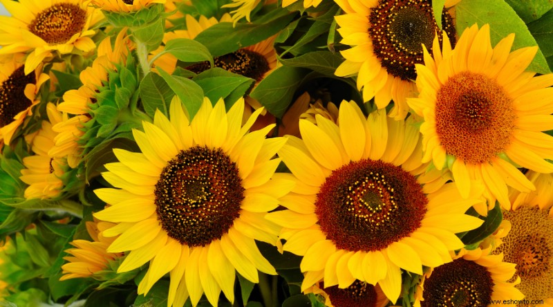 ¿Todavía puedes cultivar girasoles a fines del verano?